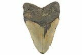 Bargain, Fossil Megalodon Tooth - North Carolina #298778-2